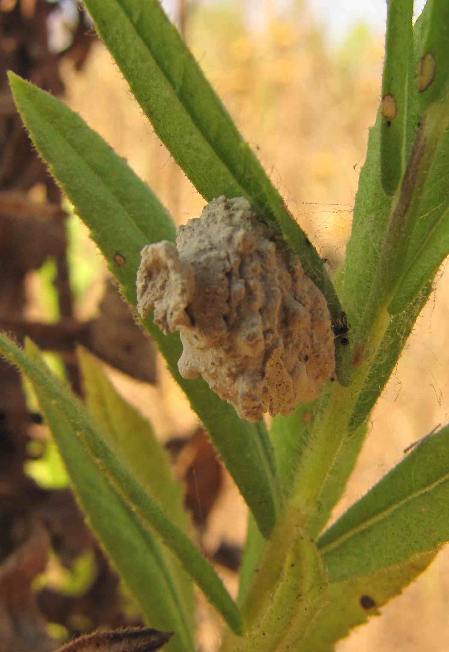 farfallina e pupa di cemento armato